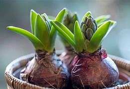 Image result for Large Seed Bulb