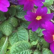 Image result for Primula Wanda (geel)