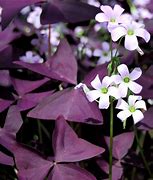 Image result for Oxalis triangularis ssp. papilionacea Fanny