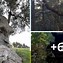 Image result for Bizarre Upside Down Tree