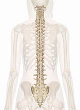 Image result for Spinal Bone Anatomy