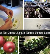 Image result for Planting Apple Trees at Home