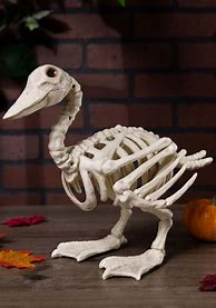 Image result for Duck Skeleton Front View