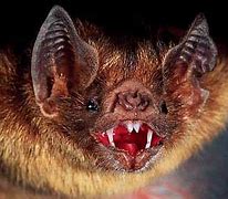 Image result for Scary Bat Eating Humans