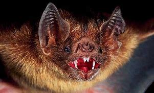 Image result for Vampire Bat with Teeth