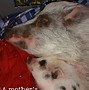 Image result for pigs memes