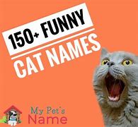 Image result for Fun Cat Names