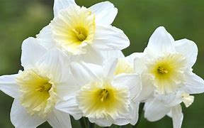Image result for Narcissus Mount Hood