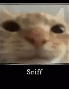 Image result for Cat Sniffing Meme