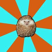Image result for Dr Hedgehog Meme