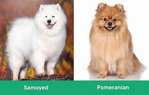 Image result for Samoyed and Pomeranian