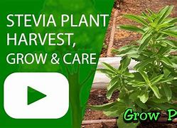 Image result for Stevia Plant Sugar