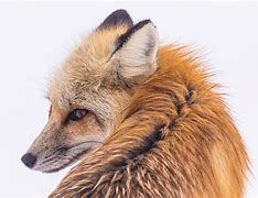 Image result for Fox CFB Vimeo Intro