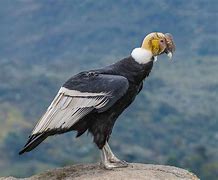 Image result for Vultur gryphus