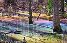 Image result for Rainbow Swamp