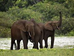 Image result for Elephant Jungle Ar Fi CA