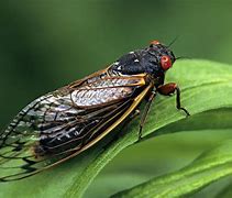 Image result for "periodical-cicada"