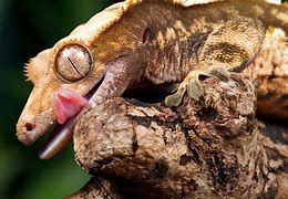 Image result for Do Geckos Have Teeth