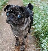 Image result for Pug Colors