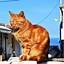 Image result for Stray Cats Greece