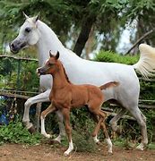 Image result for Arabian Foal
