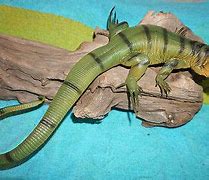 Image result for Tegu Lizard Florida