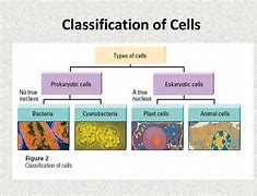 Image result for Cell Classification Chart