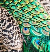 Image result for Green Peacock Feathers