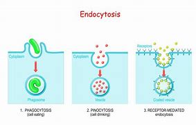 Image result for pinocytoza