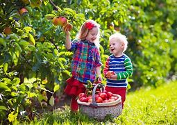 Image result for Apple Tree for Kids