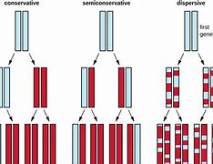 Image result for Conservative DNA Replication