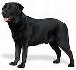 Image result for Crni Labrador