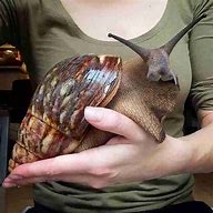 Image result for 1 Meter Size Snail