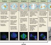 Image result for Cell Stages