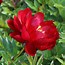 Afbeeldingsresultaten voor Paeonia lactiflora Buckeye Belle