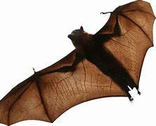 Image result for Transparent Red Bat