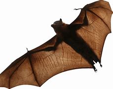 Image result for Bat Animal Transparent