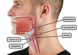 Image result for Adam Apple Neck