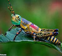 Image result for Funny Cricket Insect Sayings