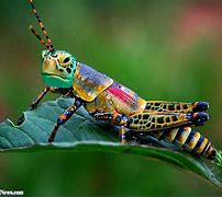 Image result for Google Images Cricket Insect Funny