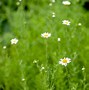 Image result for Chamomile