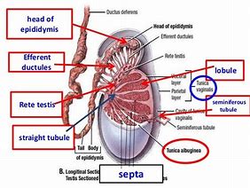 Image result for epididymis