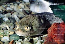 Image result for Chelodina Chelidae