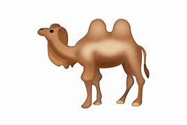 Image result for camelpo