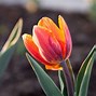 Image result for Canadian Tulip Festival