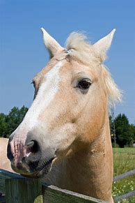 Image result for Horse Head Photos
