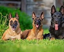 Image result for All Types of German Shepherd Dog