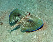Image result for Gangas Pteroclididae
