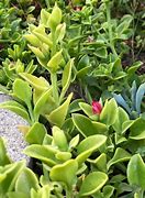Image result for Red Apple Sun Rose Ground Cover
