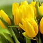 Image result for yellow tulips wallpapers hd